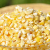 东北玉米 大碴子 笨苞米 非转基因 生态无农药无化肥种植 可煮粥、杂粮饭 商品缩略图1