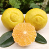 黄金贡柚（春香柚） 商品缩略图0