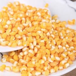 东北玉米 大碴子 笨苞米 非转基因 生态无农药无化肥种植 可煮粥、杂粮饭