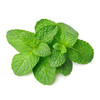 【生鲜预定】薄荷1Kg 商品缩略图0