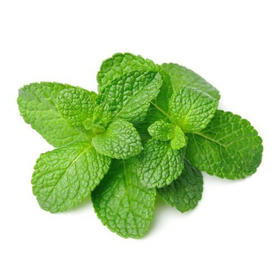 【生鲜预定】薄荷1Kg
