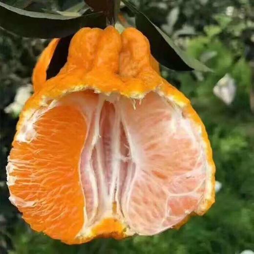 丑橘不知火，清脆爽口，粒粒饱满，蜜柑的好口感，像橘子一样好剥皮，叫不知火，也叫丑八怪 商品图2