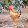 小公鸡 商品缩略图1