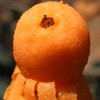 『石棉五星枇杷』肥美柔滑，甜润多汁，细嫩化渣，皮薄肉厚 商品缩略图4