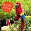 Folkmanis Puppets 金刚鹦鹉玩具/2362玩偶毛绒玩具礼物 商品缩略图3