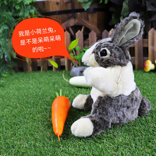 Folkmanis Puppets小荷兰兔玩具/2571玩偶毛绒玩具礼物 商品图2