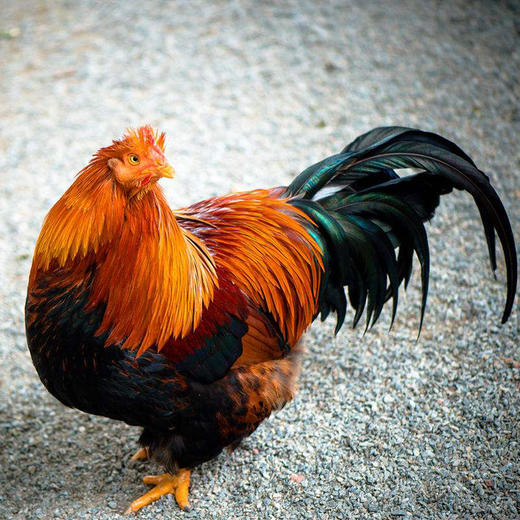 阉鸡（献鸡） 商品图1