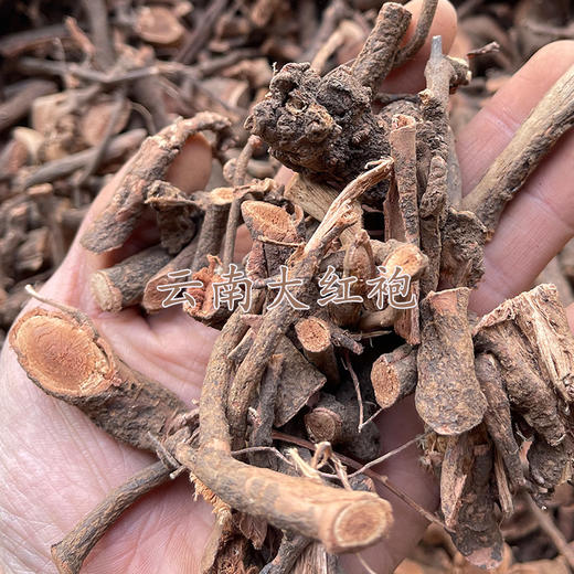 云南毛秔子梢 大红袍 1千克起购  云南野生锈钉子 精选 商品图0