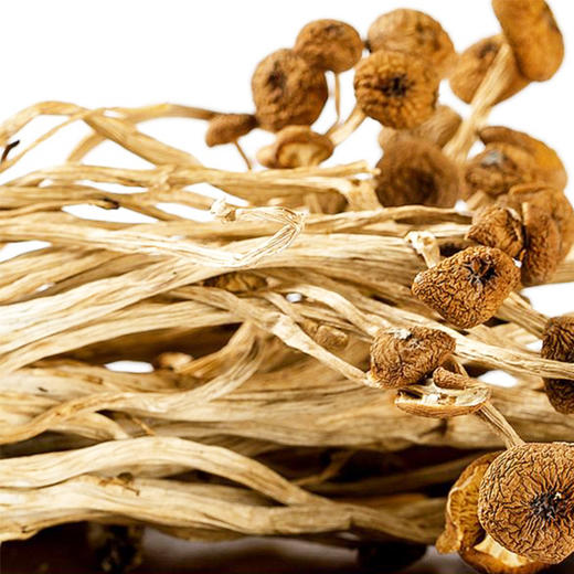 黄面不开伞茶树菇 商品图3