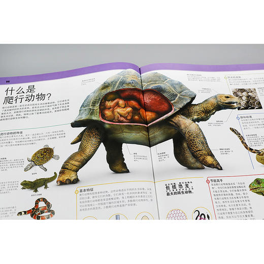 【适合6岁+】《DK动物知识大百科》一场关于动物界的视觉盛宴  揭秘见所未见的动物王国 商品图9