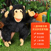 Folkmanis Puppets黑猩猩玩具/2877玩偶毛绒玩具礼物 商品缩略图4