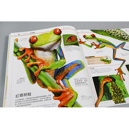【适合6岁+】《DK动物知识大百科》一场关于动物界的视觉盛宴  揭秘见所未见的动物王国 商品图8
