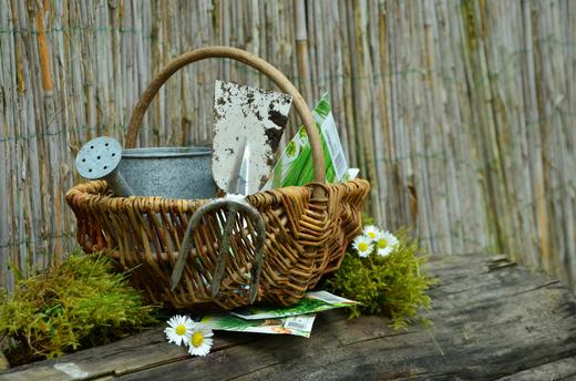 4.2定植与移栽演示 商品图0