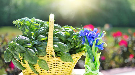 5.1餐桌上的芳香植物 商品图0