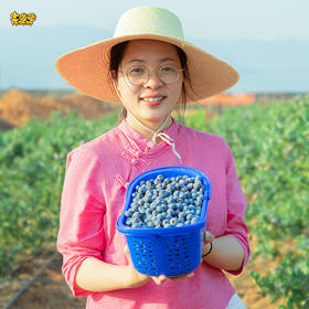 土哆哆云南抚仙湖新鲜蓝莓现摘现发，口感酸甜、香味浓郁,营养高