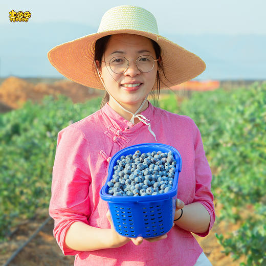 土哆哆云南抚仙湖新鲜蓝莓现摘现发，口感酸甜、香味浓郁,营养高 商品图0