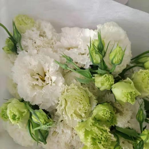 【洋桔梗】--波浪白 若干枝/扎 商品图5