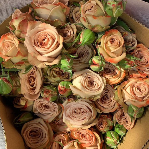 多头玫瑰 卡布奇诺 商品图0