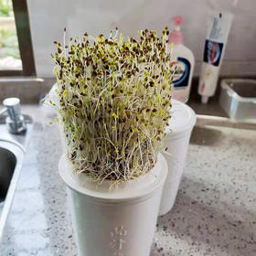 品汁能量白瓷发芽罐