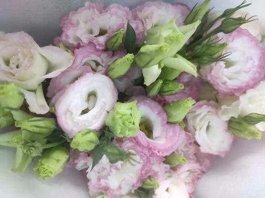 【洋桔梗】--粉边  若干枝/扎 商品图2