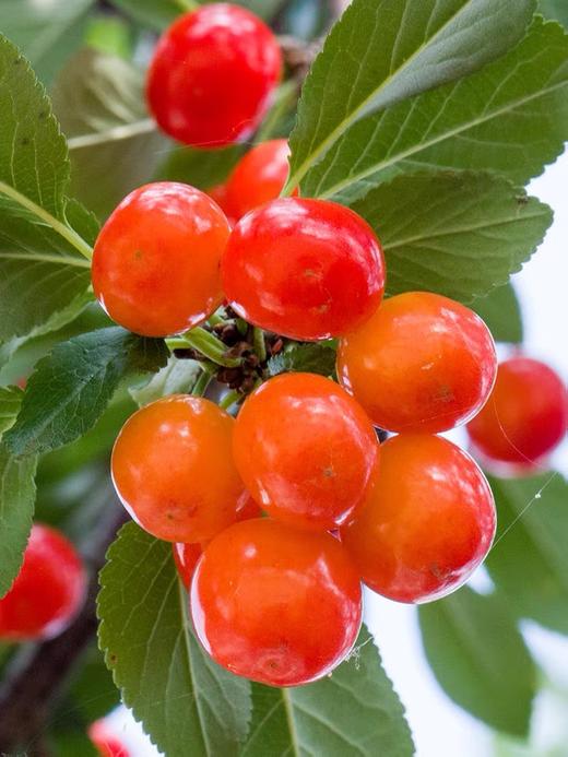 百亿补贴 13.9元 2斤装 英武镇 玛瑙红 樱桃 商品图5