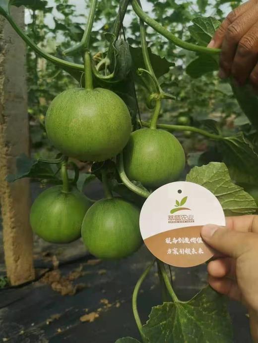 4月份棚菜追肥要诀 商品图0