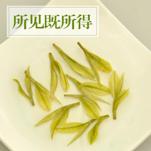 正宗安吉白茶特级2021年新茶珍稀绿茶春茶雨前特级200g罐装茶叶 商品图3