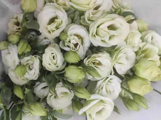 【洋桔梗】--绿色  若干枝/扎 商品图2