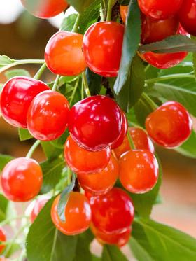 百亿补贴 13.9元 2斤装 英武镇 玛瑙红 樱桃