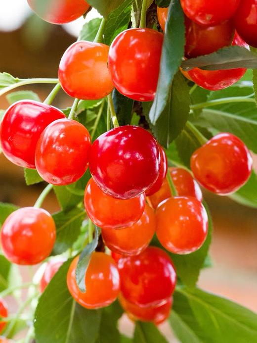 百亿补贴 13.9元 2斤装 英武镇 玛瑙红 樱桃 商品图0