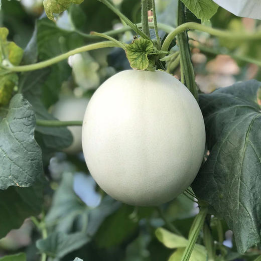 山东【玉菇甜瓜】冰激凌甜瓜 皮薄肉厚 软糯水润香甜 细嫩可口！【京东/顺丰发货】 商品图5