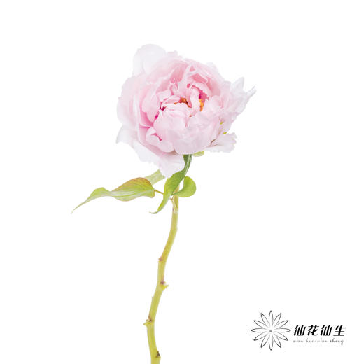 【预山东仓】预售牡丹顺丰空运包邮 | 雪映桃花【4月8日左右出货&可备注出花开始一周内出货】 商品图4