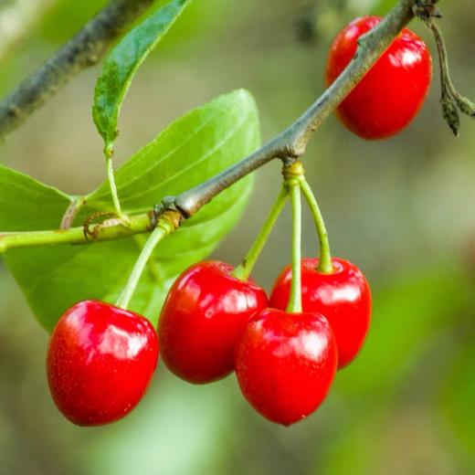 百亿补贴 13.9元 2斤装 英武镇 玛瑙红 樱桃 商品图1