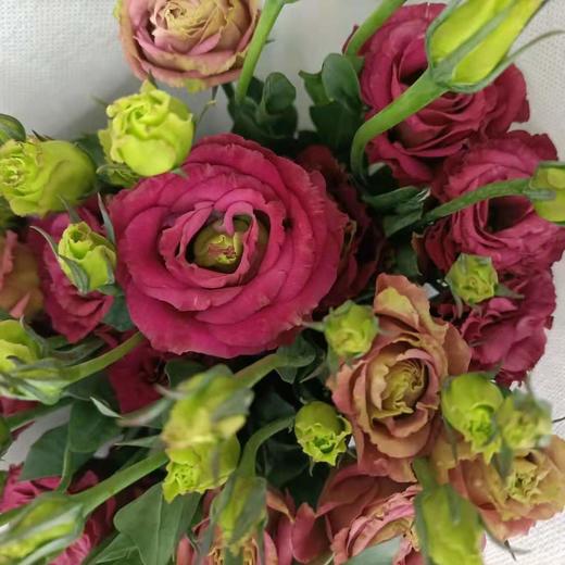 【洋桔梗】--酒红色，  若干枝/扎 商品图5