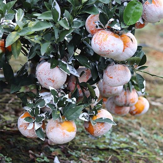 【广西武鸣茂谷柑】3斤/5斤 精选大果 皮薄多汁 商品图5