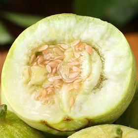 【正宗马连庄甜瓜】9头/箱/约4.5-5斤，核心产区