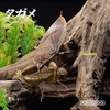 现货 海洋堂 REVO GEO 系列 狄氏大田鱉 摆件 可动 潮玩 商品缩略图0