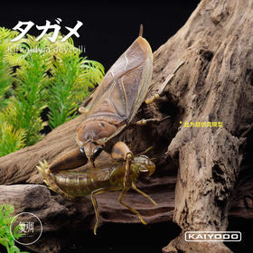 现货 海洋堂 REVO GEO 系列 狄氏大田鱉 摆件 可动 潮玩