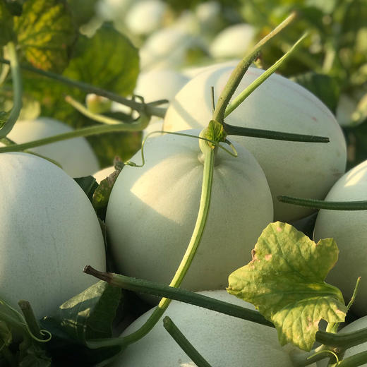 特惠活动『山东玉菇甜瓜』甜瓜界的冰淇淋，汁多甜蜜，绵软细腻 商品图1