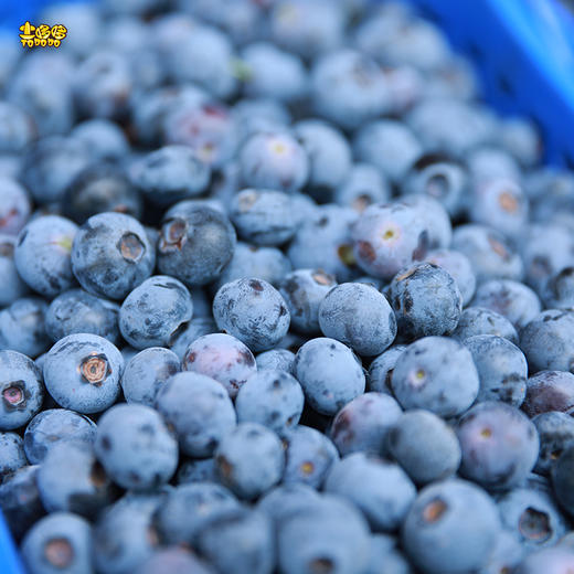 土哆哆云南抚仙湖新鲜蓝莓现摘现发，口感酸甜、香味浓郁,营养高 商品图3