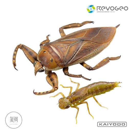 现货 海洋堂 REVO GEO 系列 狄氏大田鱉 摆件 可动 潮玩 商品图6