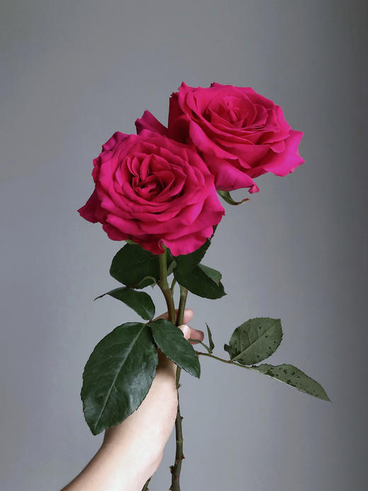 《永恒》-弗洛伊德玫瑰花束 商品图1