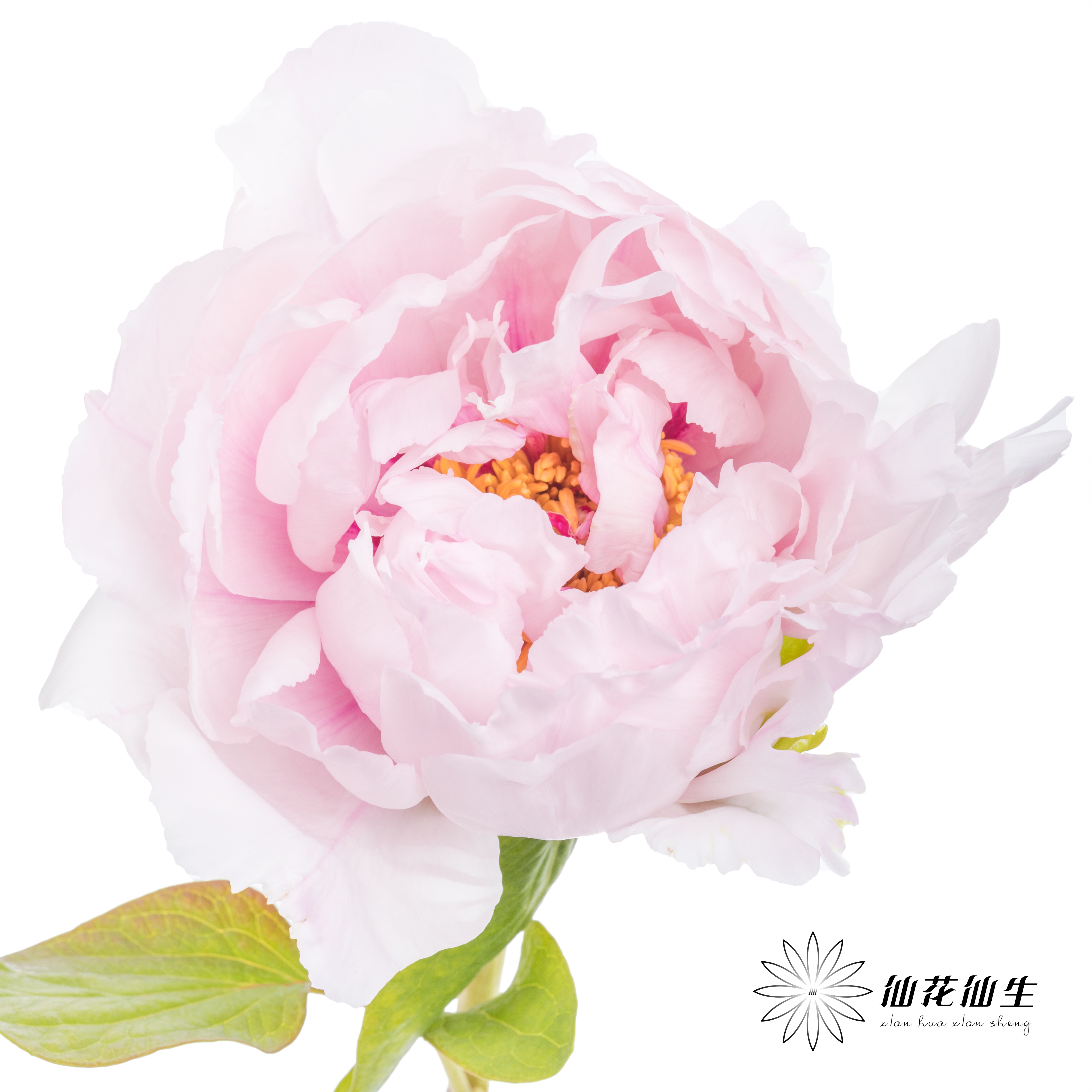 【预山东仓】预售牡丹顺丰空运包邮 | 雪映桃花【4月8日左右出货&可备注出花开始一周内出货】