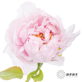 【山东仓现货 】牡丹 | 雪映桃花顺丰包邮【有几率开成单瓣，介意慎拍】