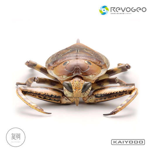 现货 海洋堂 REVO GEO 系列 狄氏大田鱉 摆件 可动 潮玩 商品图5