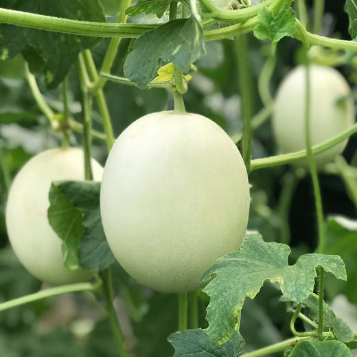 特惠活动『山东玉菇甜瓜』甜瓜界的冰淇淋，汁多甜蜜，绵软细腻 商品图3