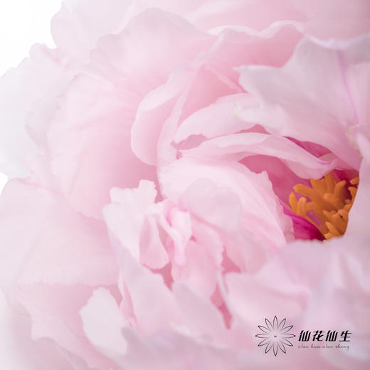 【预山东仓】预售牡丹顺丰空运包邮 | 雪映桃花【4月8日左右出货&可备注出花开始一周内出货】 商品图5