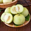 【正宗马连庄甜瓜】9头/箱/约4.5-5斤，核心产区 商品缩略图1