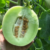 特惠活动『山东玉菇甜瓜』甜瓜界的冰淇淋，汁多甜蜜，绵软细腻 商品缩略图6