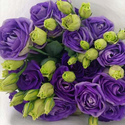 【洋桔梗】--深紫 若干枝/扎 商品图4